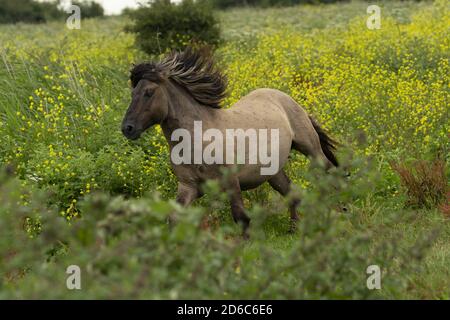 Wilde Konik Pferde oostvaardersplassen Naturschutzgebiet Flevoland Niederlande europa Stockfoto