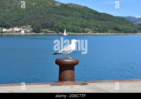 Heringmöwe auf einem rostigen Eisenhafen in einem galizischen Hafen. Galicien, Spanien. Stockfoto