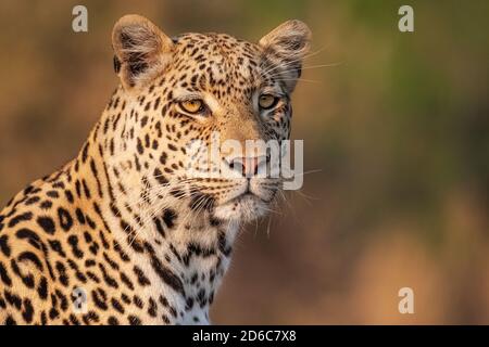 Leopard (Panthera pardus) Porträt Nahaufnahme des Gesichts, Okavango Delta, Botswana, Afrika Stockfoto