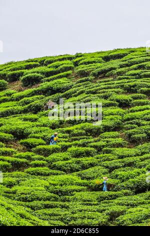 Plantagenarbeiter pflücken Teeblätter in einer Teeplantage in Malaysia, mit Kutter statt der traditionellen Art der Ernte Blätter von Hand. Stockfoto