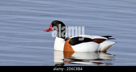 Gemeine Shelduck schwimmt im Brutgefieder Stockfoto