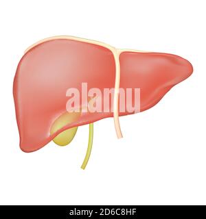 Stock Vektor-Illustration der Leber Gallenblase und Leberband Anatomie.Medizinische pädagogische Illustration der Leber und Gallengänge. Stock Vektor