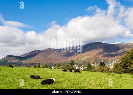 Herdwick sheep grazing with town beyond below Skidaw in Lake District National Park  from Crow Park, Keswick, Cumbria, England, UK, Britain Stockfoto