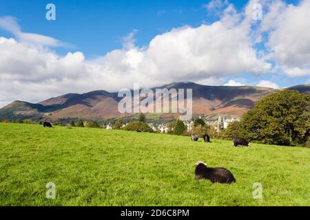 Herdwick Schafe grasen mit Stadt hinter Skidaw im Lake District National Park von Crow Park, Keswick, Cumbria, England, Großbritannien Stockfoto