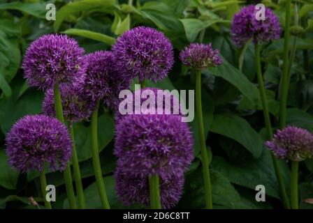 Kugelförmige violette Allium Blüten. Im Hintergrund des grünen Blattes ist Allium Gladiator eine spektakuläre riesige Zwiebel voller Blüte, die in einem botanischen Garten angebaut wird. Nein Stockfoto