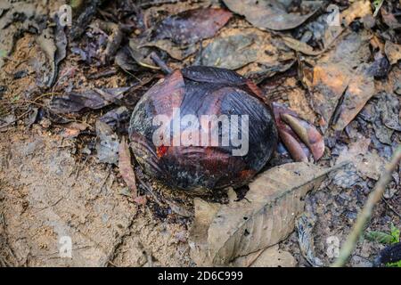 Knospe der Rafflesia kerrii aus der Familie rafflesia, die größte Blume der Welt. Stockfoto