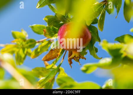 Reife saftige Granatäpfel im Garten aus nächster Nähe. Granatapfelfrüchte reifen auf dem Baum. Helles Sonnenlicht. Blauer Himmel. Verschwommener Hintergrund der Blätter. Der Nachteil Stockfoto