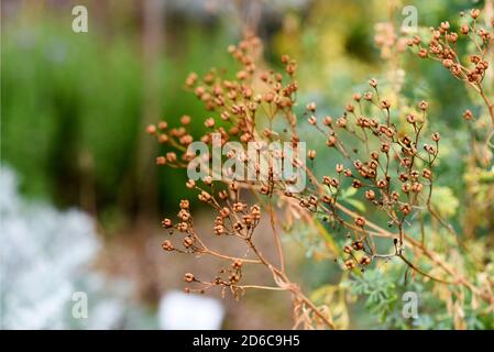 Getrocknete Kräuter im Herbst im Garten. Stockfoto