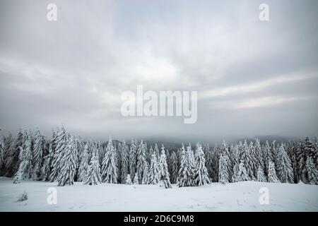 Dramatische Winterlandschaft mit Fichtenwald mit weißem Schnee in kalten gefrorenen Bergen. Stockfoto