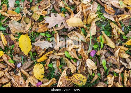 Herbst bunt gefallene Blätter auf einem grünen Rasen Stockfoto