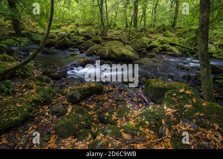 Ein geschwollener Fluss fließt schnell durch einen moosigen Wald in Gwynedd, North Wales UK. Stockfoto