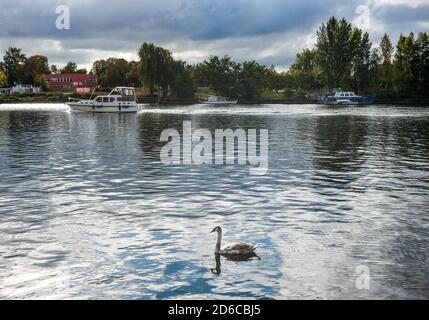 Berlin, Deutschland. Oktober 2020. Bei sonnigem Wetter schwimmt in Oberschöneweide ein Schwan auf dem Wasser der Spree. Quelle: Jens Kalaene/dpa-Zentralbild/ZB/dpa/Alamy Live News Stockfoto