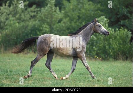 SHAGYA-PFERD, ERWACHSENEN TRAB AUF GRASLAND Stockfoto