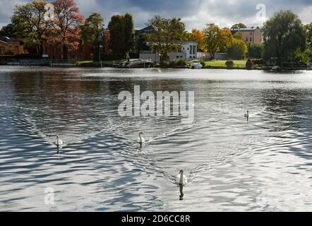 Berlin, Deutschland. Oktober 2020. Schwäne schwimmen bei sonnigem Wetter auf dem Wasser der Spree in Oberschöneweide. Quelle: Jens Kalaene/dpa-Zentralbild/ZB/dpa/Alamy Live News Stockfoto