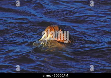 KOPF VON WALRUS ODOBENUS ROSMARUS AUS WASSER, RUNDE INSEL IN ALASKA Stockfoto