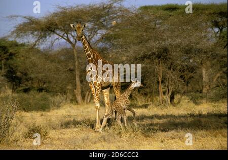 NETZGIRAFFE Giraffa camelopardalis reticulata, WEIBCHEN MIT KALB, KENIA Stockfoto