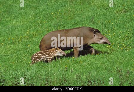 WEIBLICHE und junge Flachland TAPIR Tapirus terrestris Stockfoto