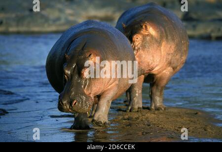 HIPPOPOTAMUS HIPPOPOTAMUS AMPHIBIUS, ERWACHSENE STEHEN IN DER NÄHE VON WASSER, MASAI MARA PARK IN KENIA Stockfoto