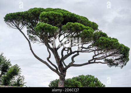 Italienische Zirbe am Meer in Frankreich. Stockfoto
