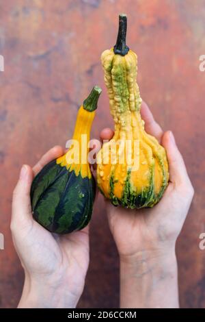 Draufsicht der Hände mit gelben und grünen Zucchinis Ein dunkelbrauner Tisch Stockfoto