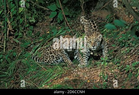 JAGUAR JUNGEN panthera onca Stockfoto