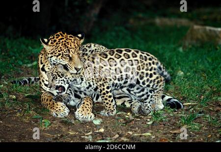 JAGUAR Panthera Onca, weibliche HOLDING SCRUFF von THE CUB Hals Stockfoto
