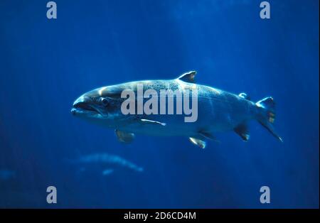 ATLANTISCHER Lachs Salmo salar schwimmen IN BLUE WATER IN QUEBEC Stockfoto