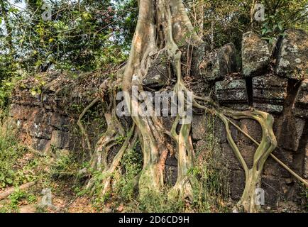 Prasat Krahom Hindu Tempel in Koh Ker Zaun Ruinen Baumdschungel. Archäologische Landschaft von Koh Ker, Nordwest-Kambodscha Stockfoto