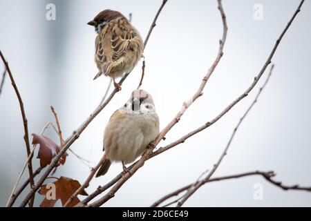 Zwei eurasische Spatzen (Passer montanus) sitzen auf Buschzweigen, Waldviertel, Österreich Stockfoto