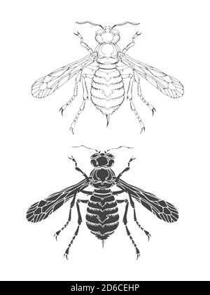 Vektorgrafik mit handgezeichneter Wespe. Zwei Varianten von Insekten: Umriss und Silhouette. In realistischem Stil. Isoliert auf withe Hintergrund. Stock Vektor