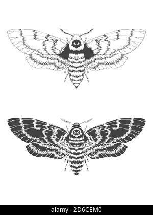 Vektorgrafik mit handgezeichneter Totkopfmotte. Zwei Varianten von Insekten: Umriss und Silhouette. In realistischem Stil. Isoliert auf withe Hintergrund. Stock Vektor