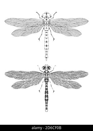 Vektor-Illustration mit handgezeichneter Libelle. Zwei Varianten von Insekten: Umriss und Silhouette. In realistischem Stil. Isoliert auf withe Hintergrund. Stock Vektor