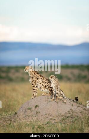 Weibliche Gepard und ihr Junge sitzen auf einem Termitenhügel Am späten Nachmittag in Masai Mara in Kenia wachsam Stockfoto