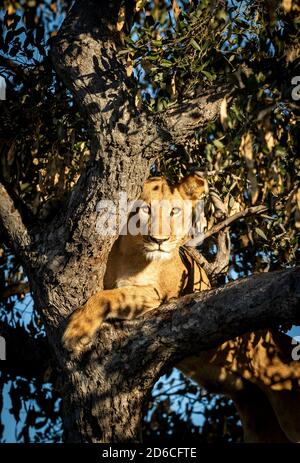 Vertikales Porträt einer Löwin im Baum stehend Alarm in Botswana Stockfoto