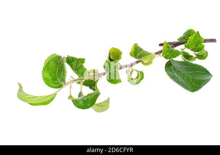 Apfelbaumblätter mit kranken Blättern. Studio Foto Stockfoto