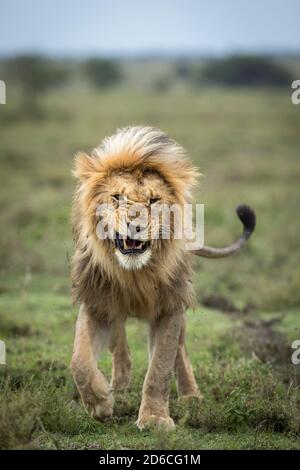 Vertikales Porträt eines männlichen Löwen, der mit Fliegen bedeckt ist, die gehen In Ndutu in Tansania Stockfoto