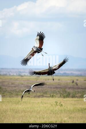 Drei grau gekrönte Kraniche im Flug im Amboseli Nationalpark In Kenia Stockfoto