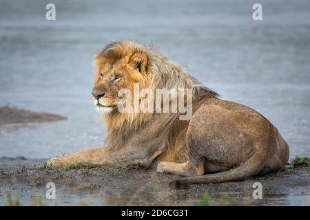 Männlicher Löwe, der am Rand des Wassers in schlammigem liegt Gras sucht wachsam in Ndutu in Tansania Stockfoto