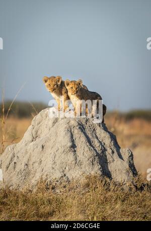 Zwei kleine Löwenjungen, die auf einer Termite stehen Hügel in warmen Morgensonne Blick wachsam in Savuti in Botswana Stockfoto