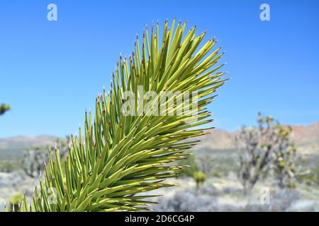 Joshua Baum (Yucca brevifolia) Zweig aus der Nähe, endemische Arten im Mojave National Preserve. Stockfoto