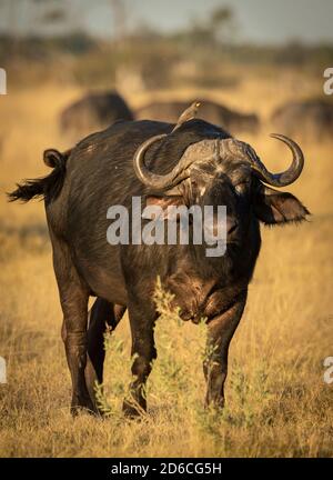 Vertikales Porträt eines erwachsenen Büffels, der im gelben Gras steht In der Nachmittagssonne in Botswana Stockfoto