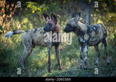 Zwei Erwachsene Wildhunde stehen im grünen Busch mit einem Im Khwai-Fluss Okavango-Delta in Botswana mit Blut bedeckt Stockfoto