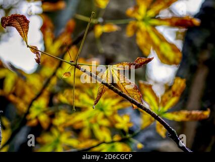 Pferd Kastanie Blätter ändern Farbe in der Herbstsaison Stockfoto