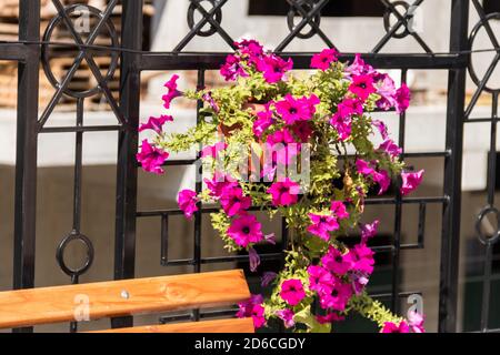 Blumentopf mit Petunien Blumen hängen auf dem Schmiedeeisen Grill der Terrasse Stockfoto