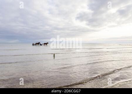 Frankreich, Manche, Cotentin, Sainte Marie du Mont, Utah Beach, Pferde mit einem Sulky im Meer gezüchtet // Frankreich, Manche (50), Cotentin, Sainte-Marie-du Stockfoto