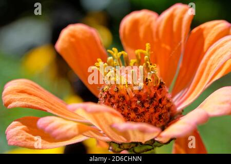 Orangenblüte detailliertes Foto von Staubgefäßen, Nahaufnahme von Blumen Staubgefäßen Stockfoto