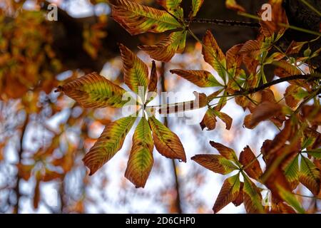 Herbst braun gefärbte Baumblätter, Herbstfoto eines Baumes Blätter Stockfoto