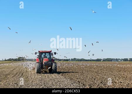 Roter Traktor pflügt das Land im frühen Herbst von Möwen auf der Suche nach Regenwürmern umgeben. Stockfoto