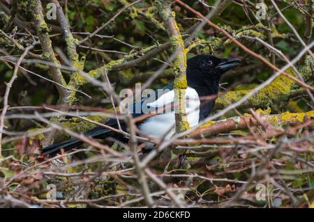 Seitenansicht eines eurasischen Elbenvogels (Pica pica), der im Herbst in West Sussex, England, in einem Baum thront. Stockfoto