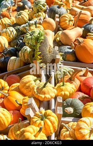 Kürbisse zum Verkauf auf einem Bauernmarkt im Herbst. Verschiedene Arten, Größen und Sorten von Kürbissen in Holzkisten. Vertikales Bild. Stockfoto